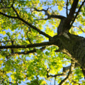 Enhance Your Expert Tree Risk Assessments with Seasonal Landscape Services in Maysville, WV