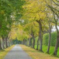 Enhance Your Landscape with Expert Tree Services in Tahoe