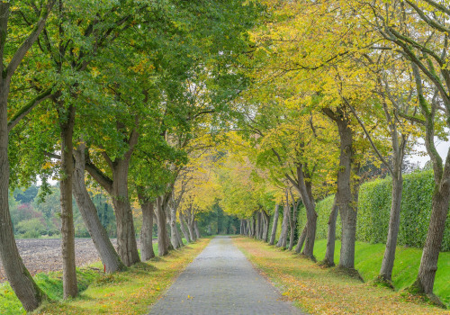 Enhance Your Landscape with Expert Tree Services in Tahoe